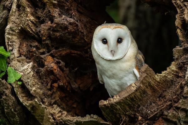 10 Fun and Weird Facts About Owls - Owls have twice as many neck vertebrae as humans