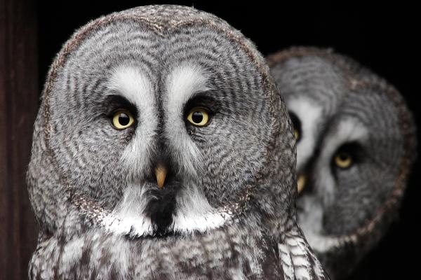 10 Fun and Weird Facts About Owls - Owls regurgitate indigestible parts of their prey