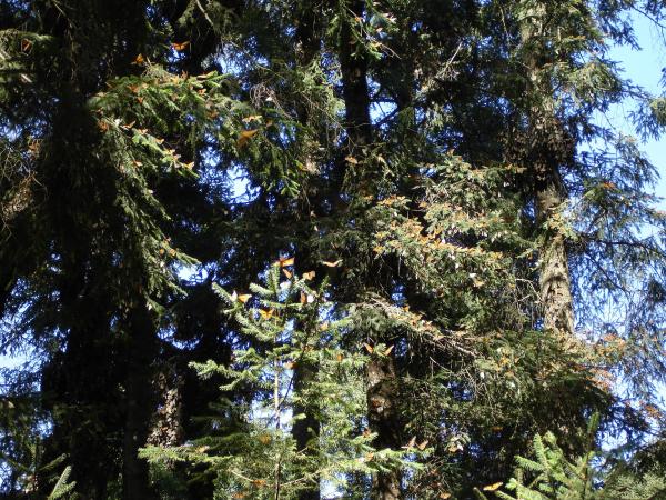 Different Types of Fir Trees - Oyamel (Abies religiosa)
