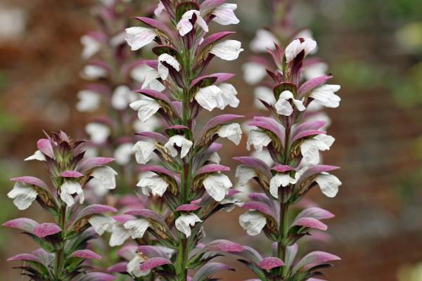 Best Outdoor Plants That Enjoy Shade - Oyster plant (Acanthus mollis)
