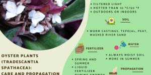 Oyster Plants Care - Tradescantia spathacea