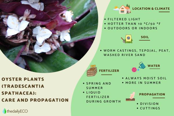 Oyster Plants Care - Tradescantia spathacea