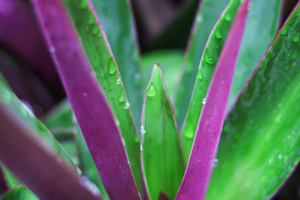 Oyster Plants Care - Tradescantia spathacea - Oyster plants watering