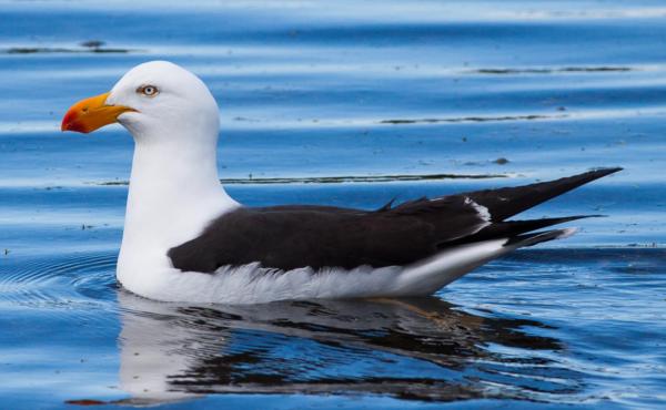 Are There Different Kinds of Seagulls? - Pacific Gull (Larus pacificus)