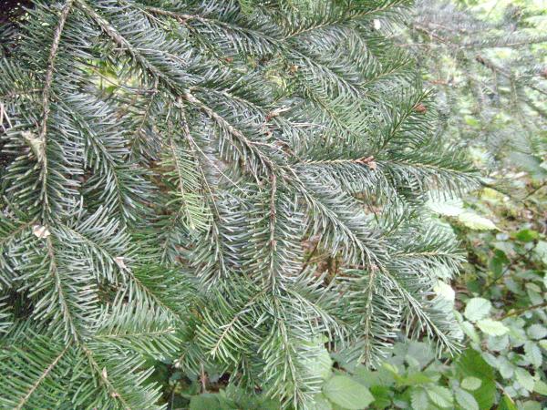 Different Types of Fir Trees - Pacific silver fir (Abies amabilis)