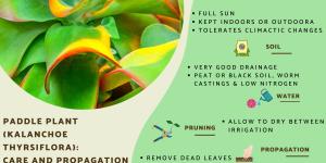 Paddle Plant Care - Kalanchoe Thyrsiflora