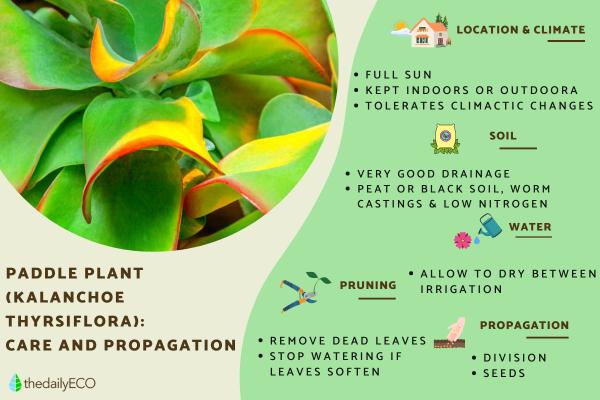 Paddle Plant Care - Kalanchoe Thyrsiflora