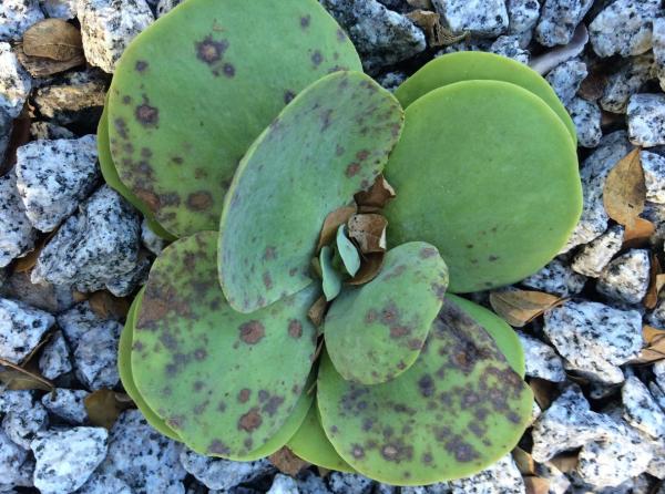 Paddle Plant Care - Kalanchoe Thyrsiflora - Paddle plant leaves are soft