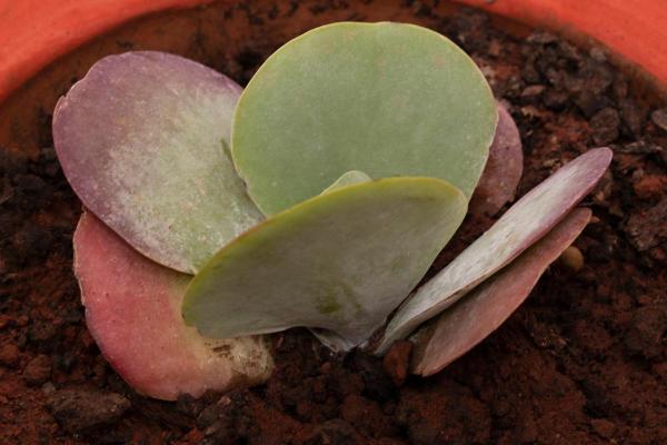 Paddle Plant Care - Kalanchoe Thyrsiflora - Paddle plant soil and fertilizer