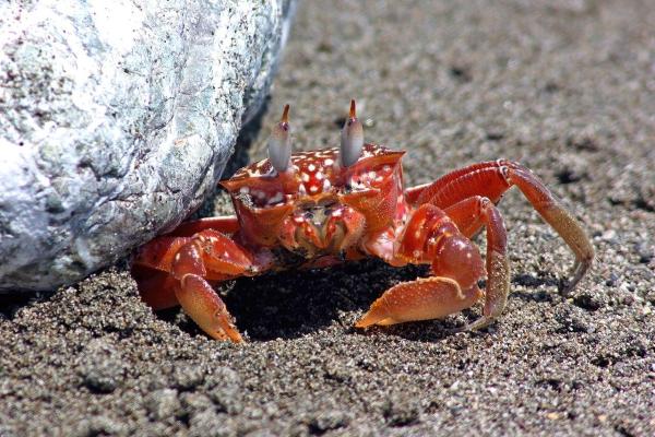 Types of Crabs - Different Crab Species - Painted ghost crab (Ocypode gaudichaudii)