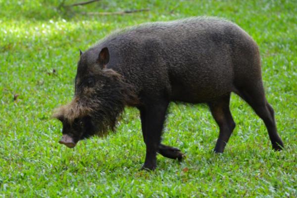 Different Types of Wild Pigs - Palawan bearded pig