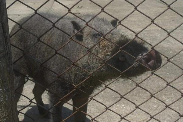 Different Types of Swine Species - Palawan bearded pig (Sus ahoenobarbus)