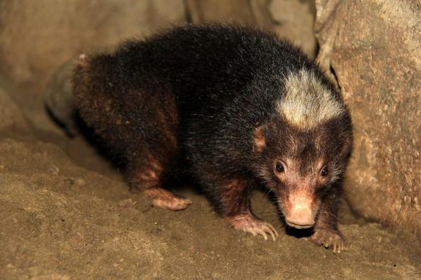 Different Types of Badgers - Palawan stink badger (Mydaus marchei)