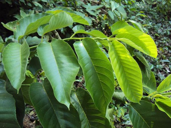 Best Living Room Indoor Plants - Panama rubber tree (Castilla elastica)