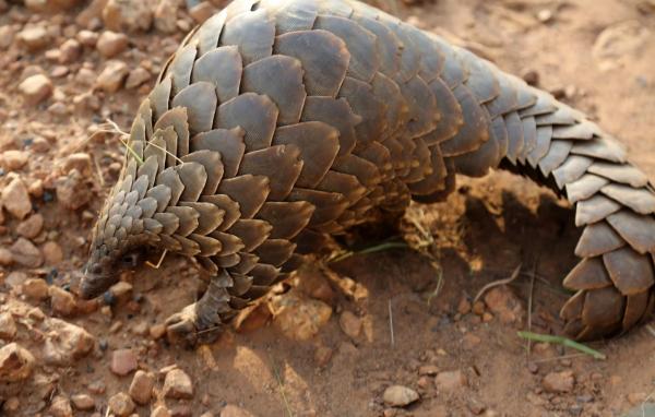 What Animals Eat Ants? - Pangolin