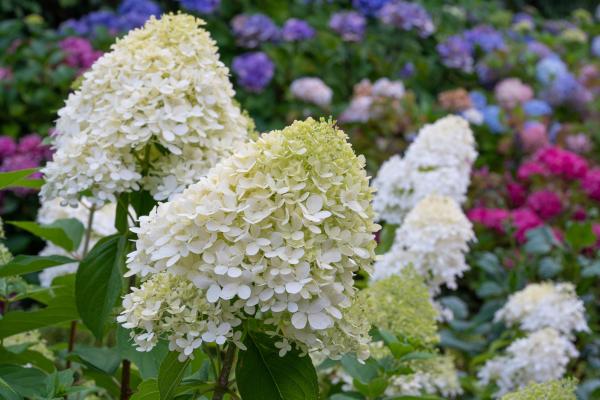 What Are the Different Types of Hydrangeas? - Panicled hydrangea (Hydrangea paniculate)