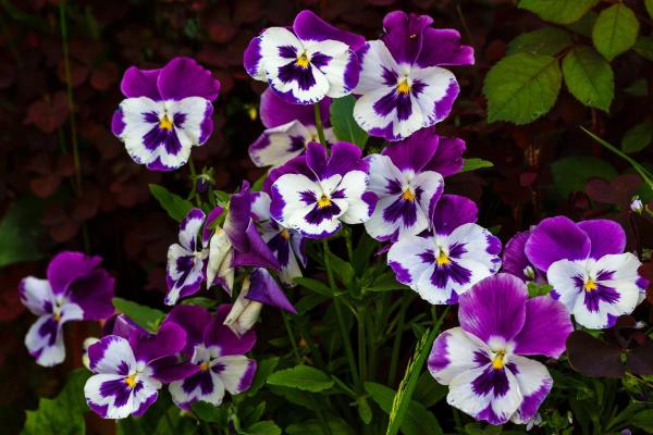 10 Flowers That Bloom in May - Pansies (Viola × wittrockiana)