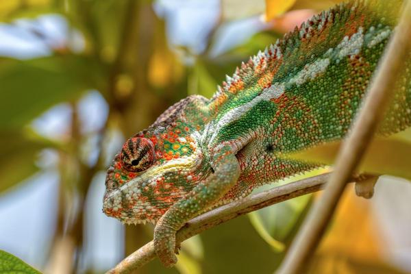 Different Types of Chameleons - panther chameleon