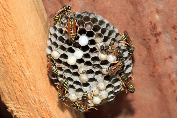 Types of Wasps and Hornets in Spain - Paper wasp (Polistes nimpha)