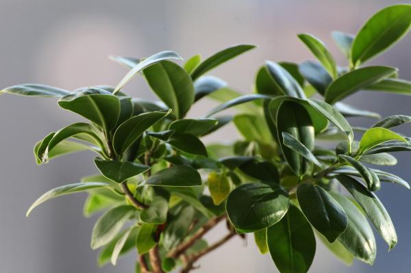 Why Is My Ficus Dropping Leaves? - Parasites and diseases