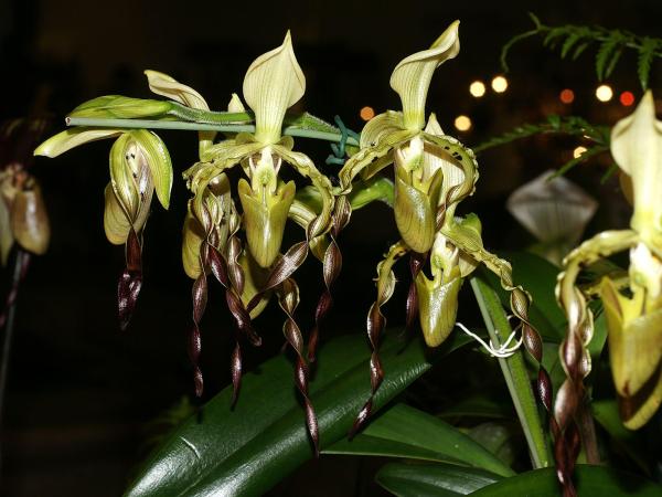 The Rarest Orchids in the World - Parish's paphiopedilum (Paphiopedilum parishii)