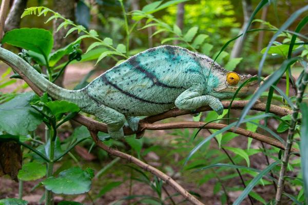 Different Types of Chameleons - Parson's Chameleon