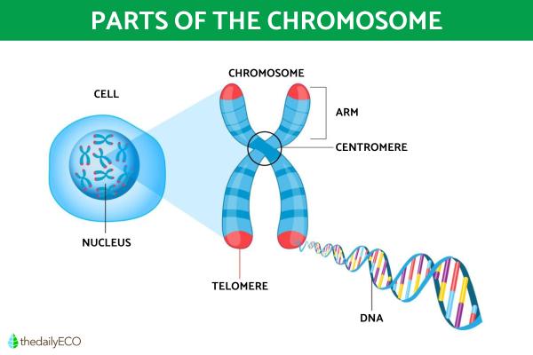 What Are Chromosomes and What Do They Do? - Parts of a chromosome