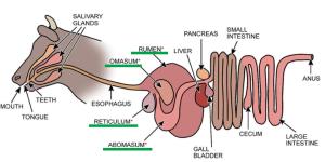 Parts of a Cow's Stomach and Their Functions