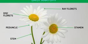 Parts of a Daisy Plant