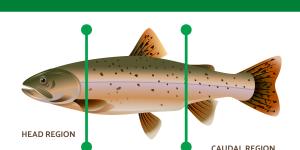 Parts of a Fish Explained