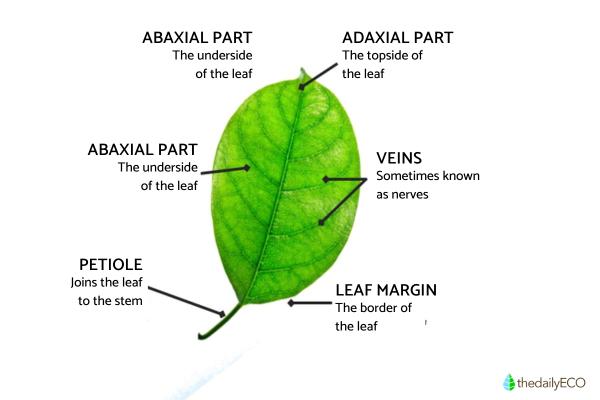 Parts of a Leaf Diagram and Functions - Parts of a leaf and their functions