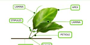 Parts of a Leaf Diagram and Functions