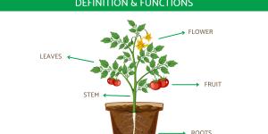 Parts of a Plant and Their Functions
