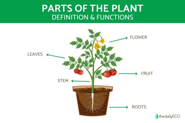 Parts of a Plant and Their Functions