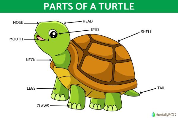 Parts of a Turtle