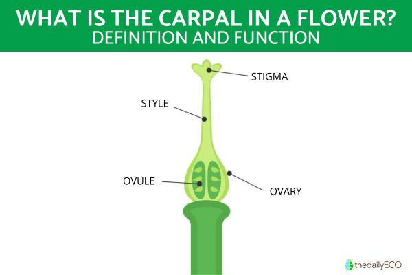 What Do the Carpals Do in a Flower? - Parts of the carpels