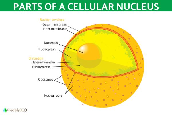 What Is a Cell Nucleus and Its Function? - Parts of the cell nucleus