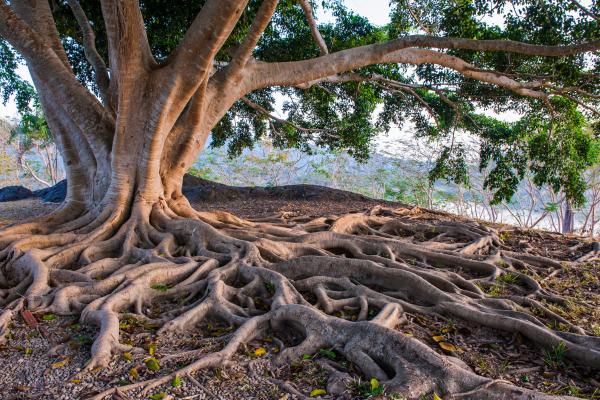 What Are the Parts of Roots and Their Functions? - Parts of the root