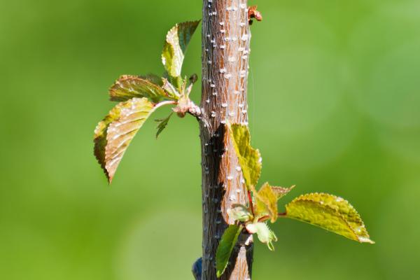 Plant Stem Parts & Their Roles - Parts of the stem