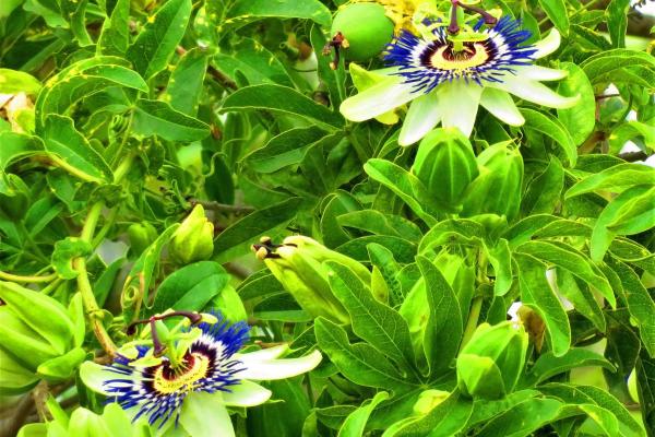 What Are the Best Climbing Plants for Outdoor Spaces? - Passionflower (Passiflora caerulea)