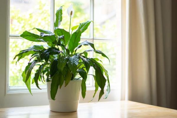 Plants That Absorb Moisture - Peace lily