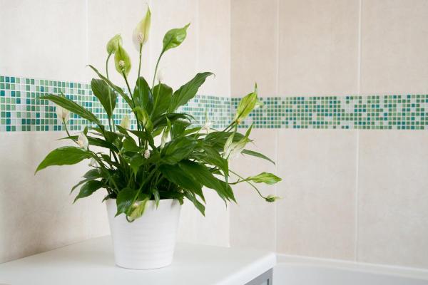 Peace Lily Plant Care - Peace lily light, temperature and location