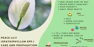 Peace Lily Plant Care