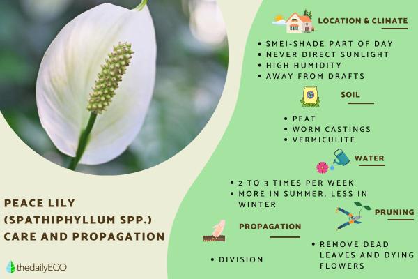 Peace Lily Plant Care