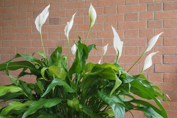 Best Outdoor Plants That Enjoy Shade - Peace lily (Spathiphyllum spp.)