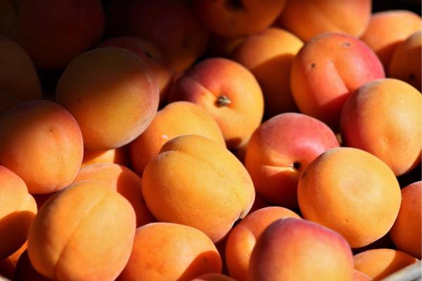 Types of Autumn Fruit - Fall Fruits - Peach