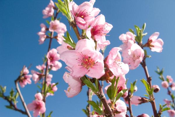 Fruit Trees That Have Pink Flowers - Peach (Prunus persica)