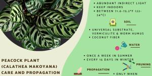 Peacock Plant Care and Propagation