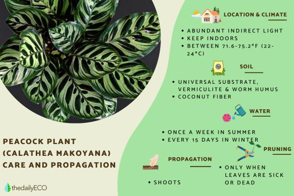 Peacock Plant Care and Propagation