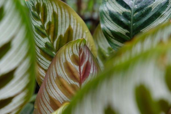Peacock Plant Care and Propagation - Peacock plant diseases and pests